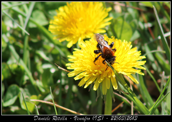 Probabile femmina di Andrena thoracica